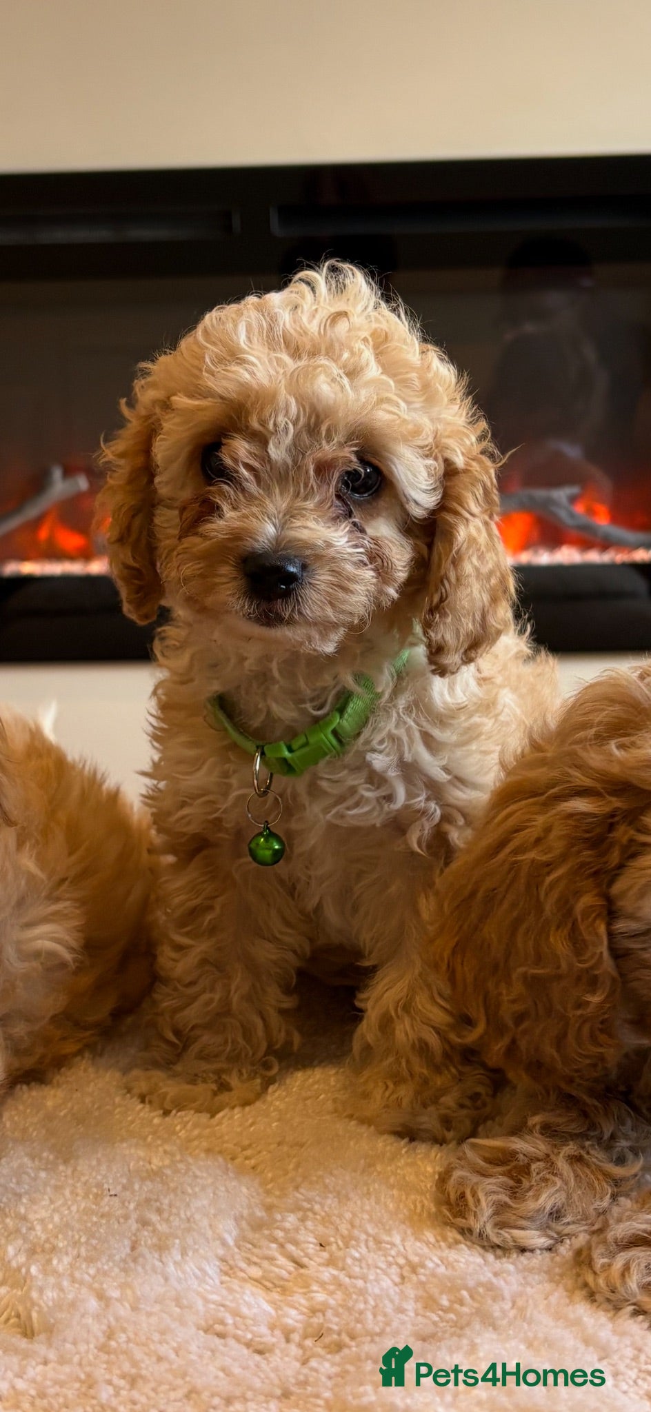 Cavapoo dogs Gorgeous Cavapoo puppies  - Advert 1