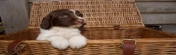 English Springer Spaniel dogs for sale: Springer Spaniels  - Advert 5