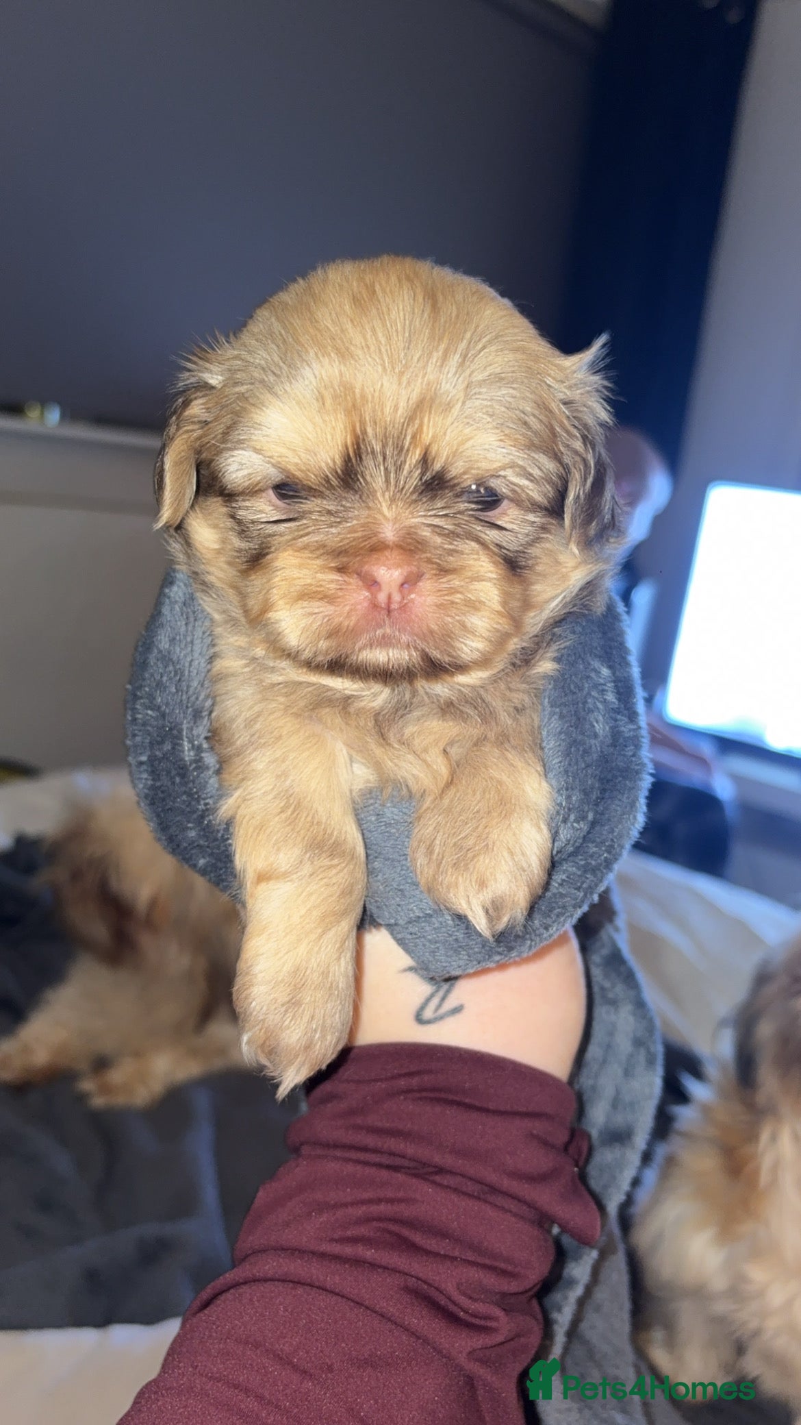 Shih Tzu dogs Shih Tzus puppies - Advert 4