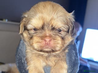 Shih Tzu dogs Shih Tzus puppies - Advert 4