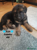 German Shepherd dogs German shepard puppies for sale - Advert 4
