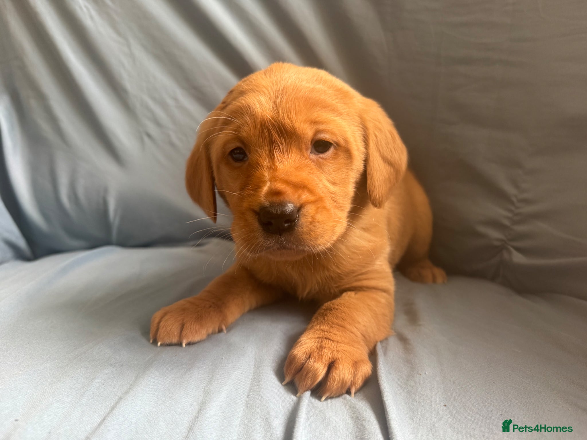 Goldador dogs Fox Red Golden Retriever X Labrador pups 🧡 - Advert 2