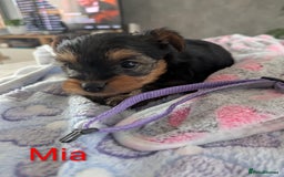 Yorkshire Terrier dogs for sale: Stunning yorkshire terriers for sale - Image 12