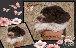 Cockapoo dogs for sale: Chunky health tested stunning English cockerpoos. - Image 14