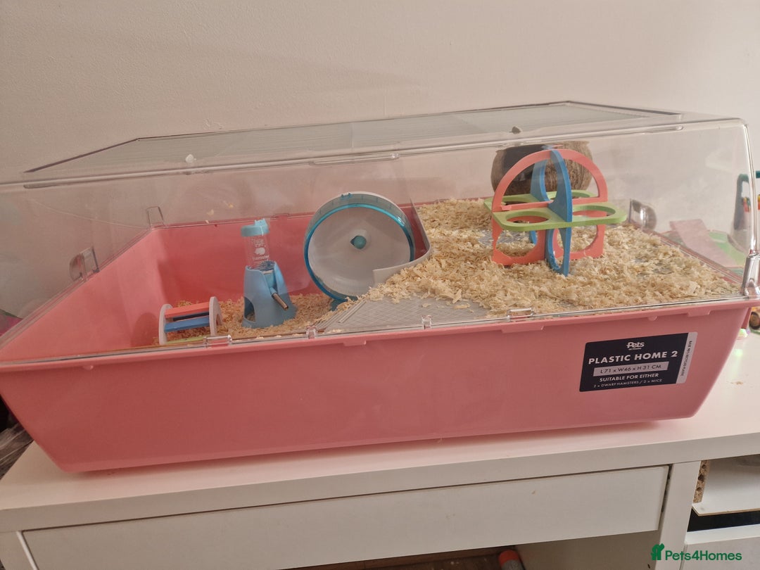 Hamster rodents for sale: Dwarf hamster  - Image 4