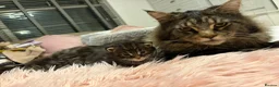 Maine Coon cats for sale: Stunning TICA Registered Maine coon Kittens  - Advert 1