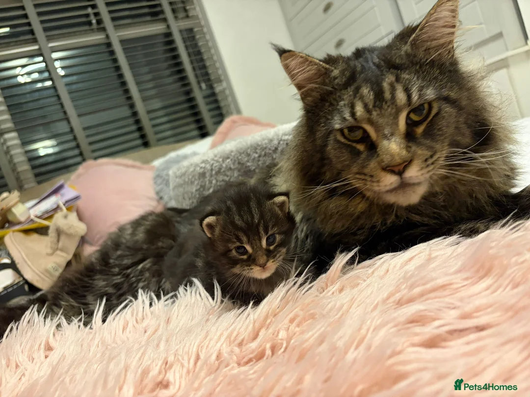 Maine Coon cats for sale: Stunning TICA Registered Maine coon Kittens  - Advert 1