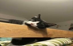 British Shorthair cats for sale: 7 month old tuxedo kitten for rehoming  - Image 5