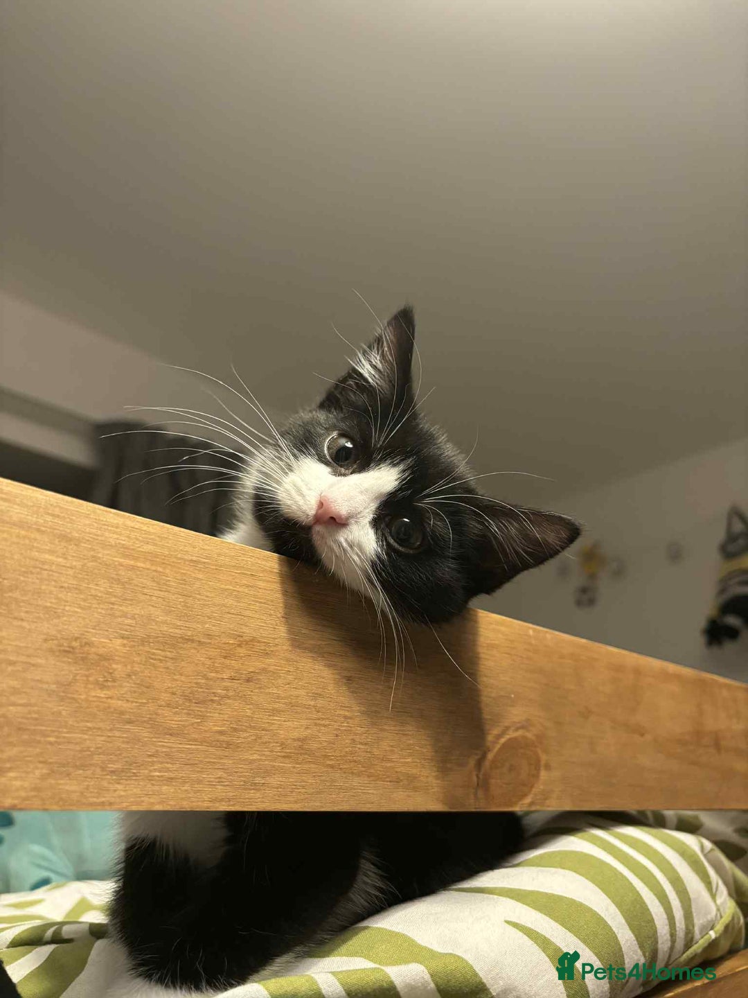British Shorthair cats for sale: 7 month old tuxedo kitten for rehoming  - Image 5