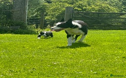 Border Collie dogs for sale: BORDER COLLIE PUPS 1 BOY LEF - Image 15