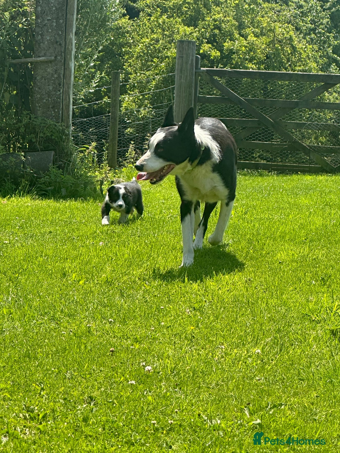 Border Collie dogs for sale: BORDER COLLIE PUPS 1 BOY LEF - Image 15