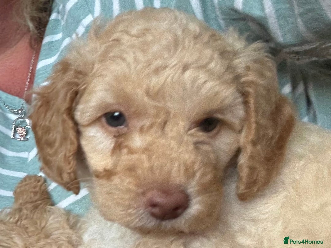 Toy Poodle dogs for sale: Stunning litter of Toy Poodles - Image 12