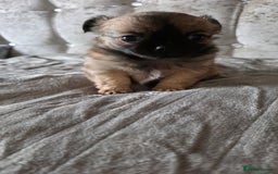 Chihuahua dogs for sale: Tiny Long-Haired Chihuahua Puppies - Image 5