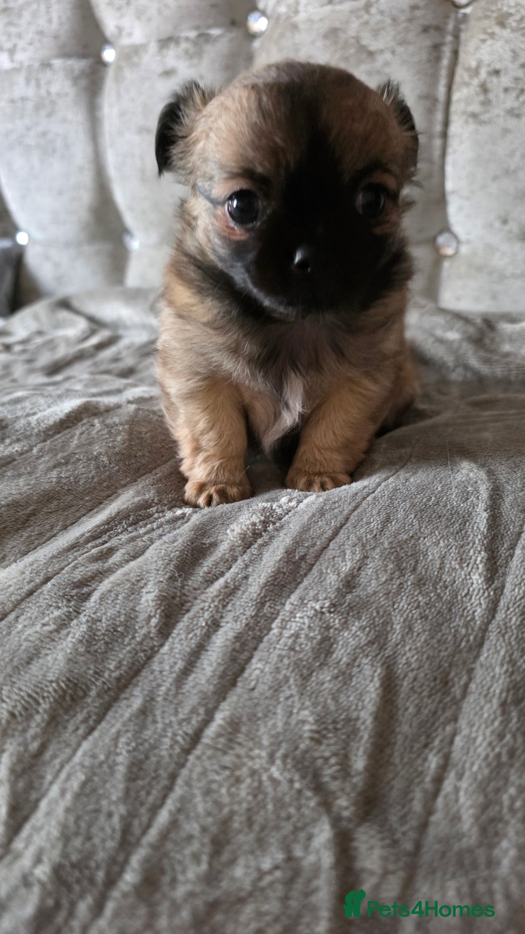 Chihuahua dogs for sale: Tiny Long-Haired Chihuahua Puppies - Image 5