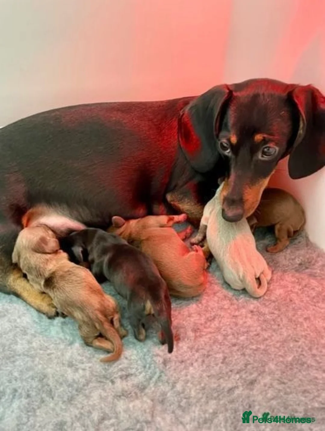 Miniature Dachshund dogs for stud: Experienced Choc & Tan Mini - KC Reg & DNA CLEAR in Romford - Advert 22