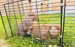 Mini Lop rabbits for sale: Adorable Mini Lop Rabbits Ready for New Homes - Image 1