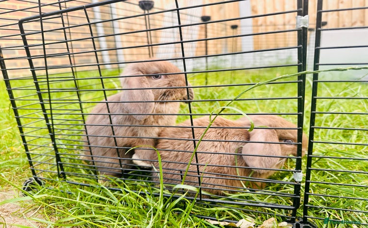 Mini Lop rabbits - Advert 9