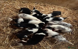 Border Collie dogs for sale: Lovely border collie pups - Image 8