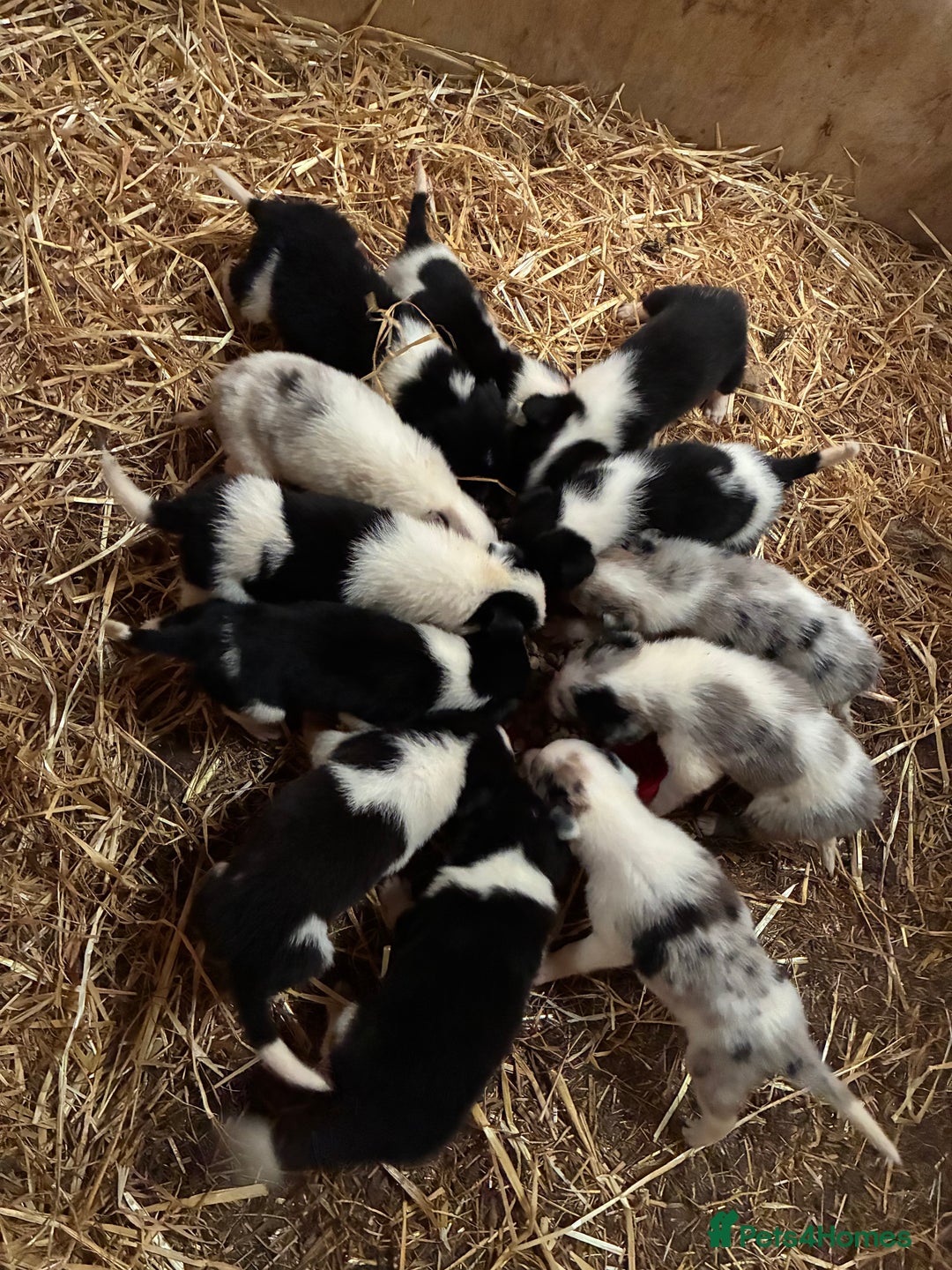 Border Collie dogs for sale: Lovely border collie pups - Image 8