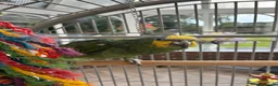 Parrots birds for sale: Beautiful orange winged Amozon  - Advert 5