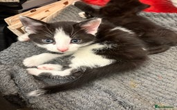 Mixed Breed cats for sale: Mixed kittens  - Image 28