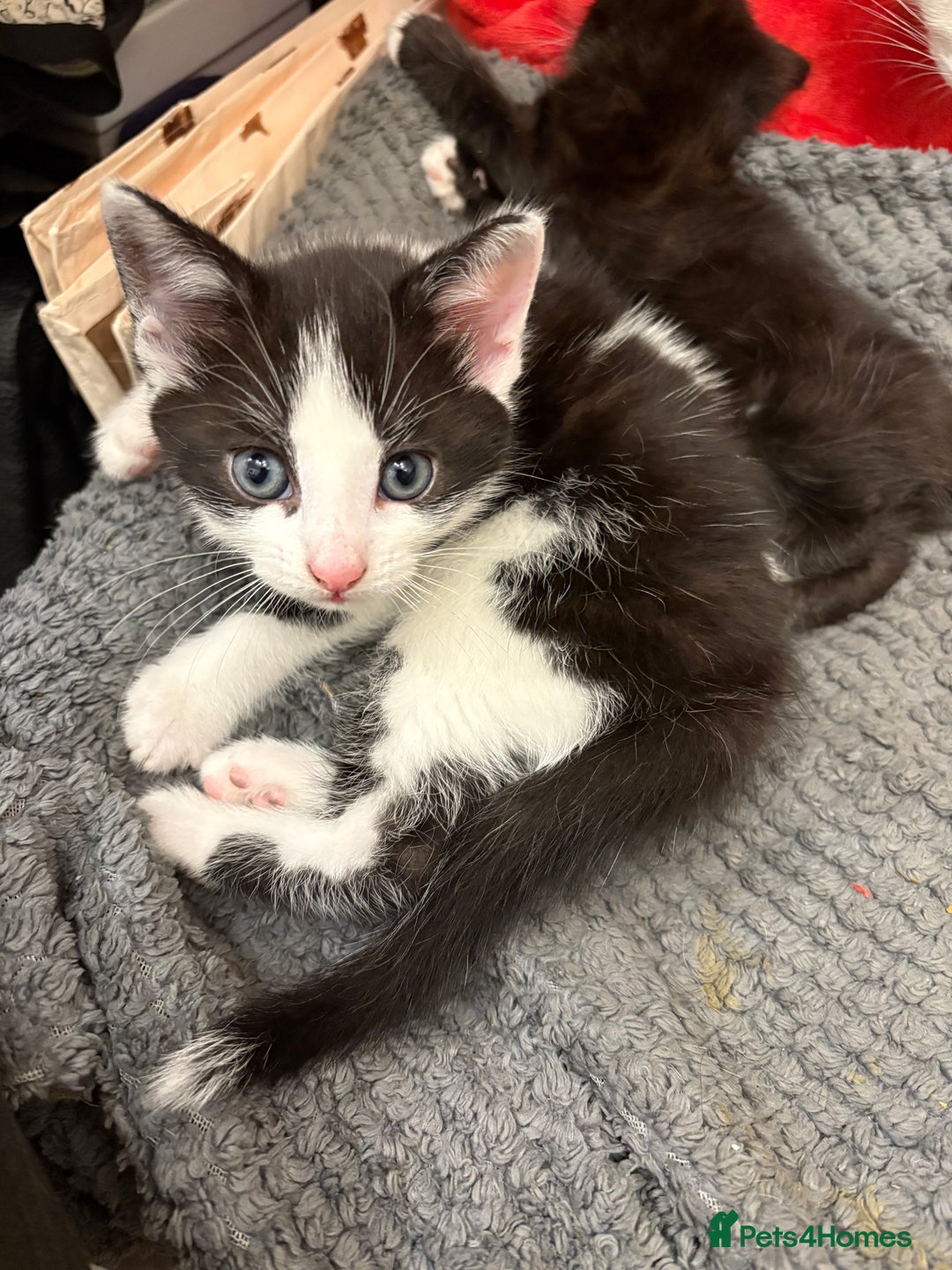 Mixed Breed cats for sale: Mixed kittens  - Image 28
