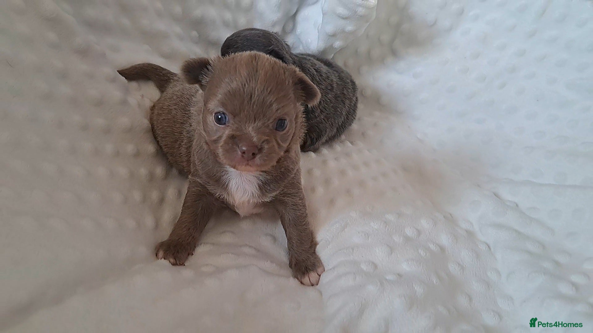 Chihuahua dogs Long Coat Chihuahua Puppies for Sale - Advert 5