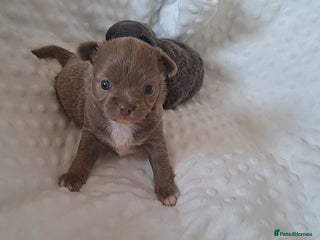 Chihuahua dogs Long Coat Chihuahua Puppies for Sale - Advert 5
