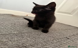 Mixed Breed cats for sale: kittens for sale  - Image 1