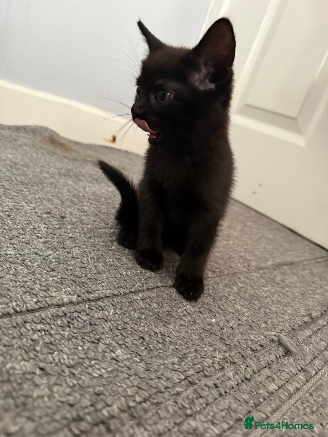 Mixed Breed cats for sale: kittens for sale  - Image 1