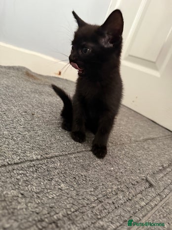 Mixed Breed cats - Advert 15