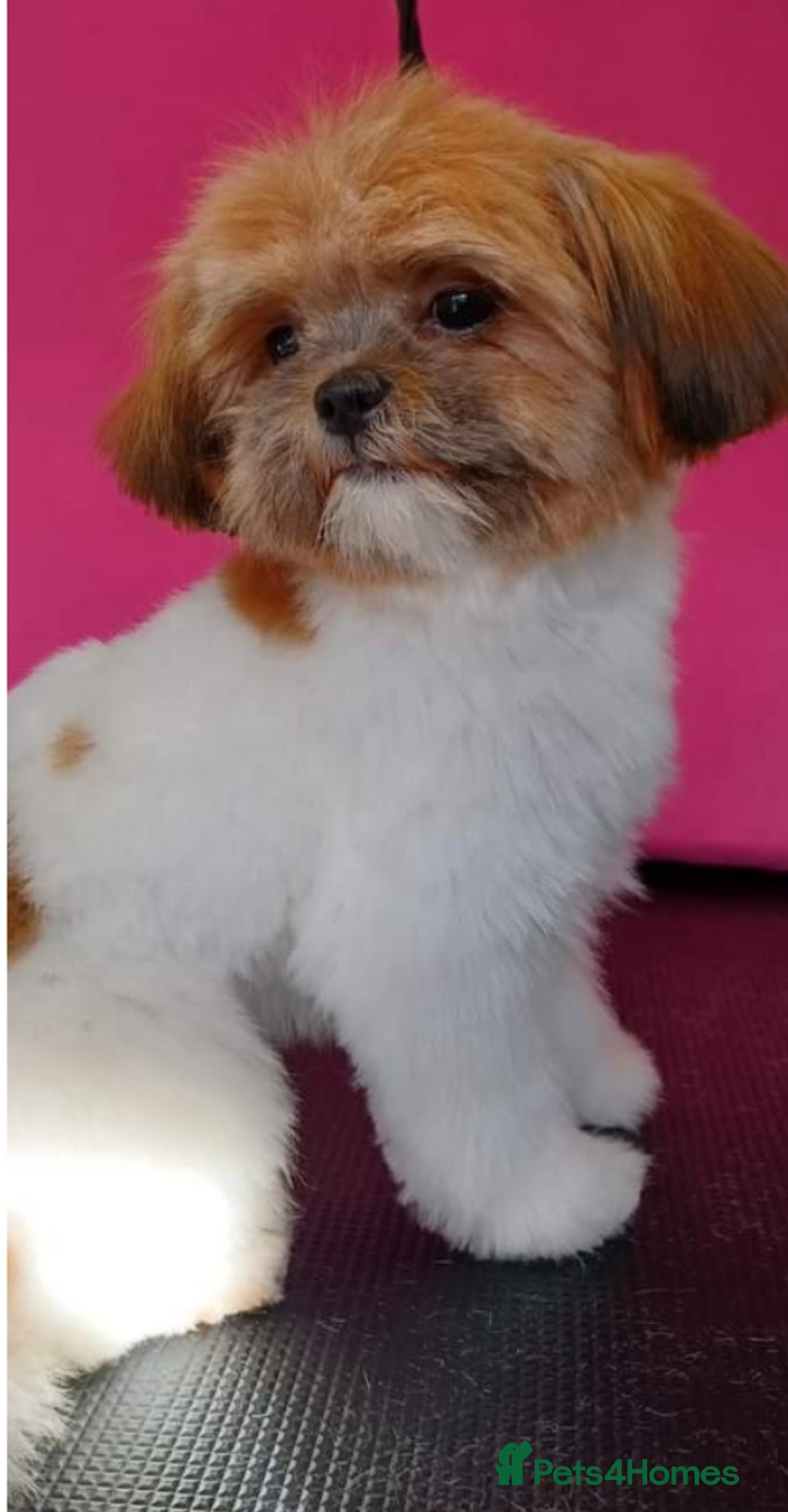 Mixed Breed dogs for sale: Shihtzu puppy’s  - Advert 1