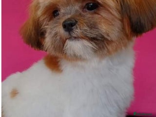 Mixed Breed dogs Shihtzu puppy’s - Advert 18
