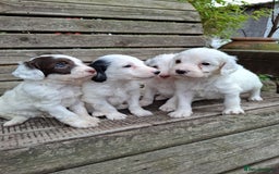 Cockapoo dogs for sale: Beautiful Cockapoo Puppies For Sale  - Image 2