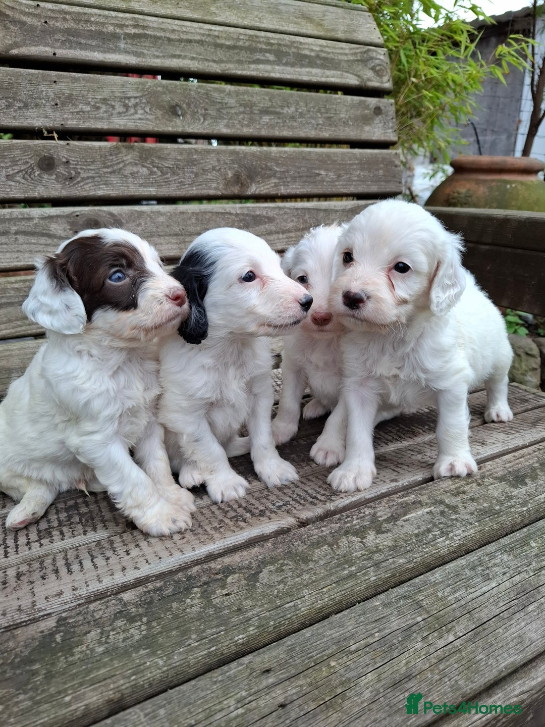 Cockapoo dogs for sale: Beautiful Cockapoo Puppies For Sale  - Image 2