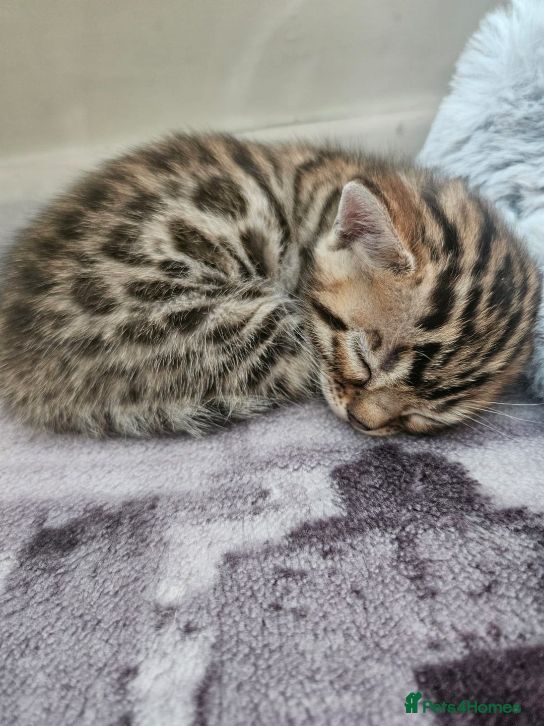Bengal cats for sale: Lovely bengal kittens(Tica reg.)😍 - Image 11