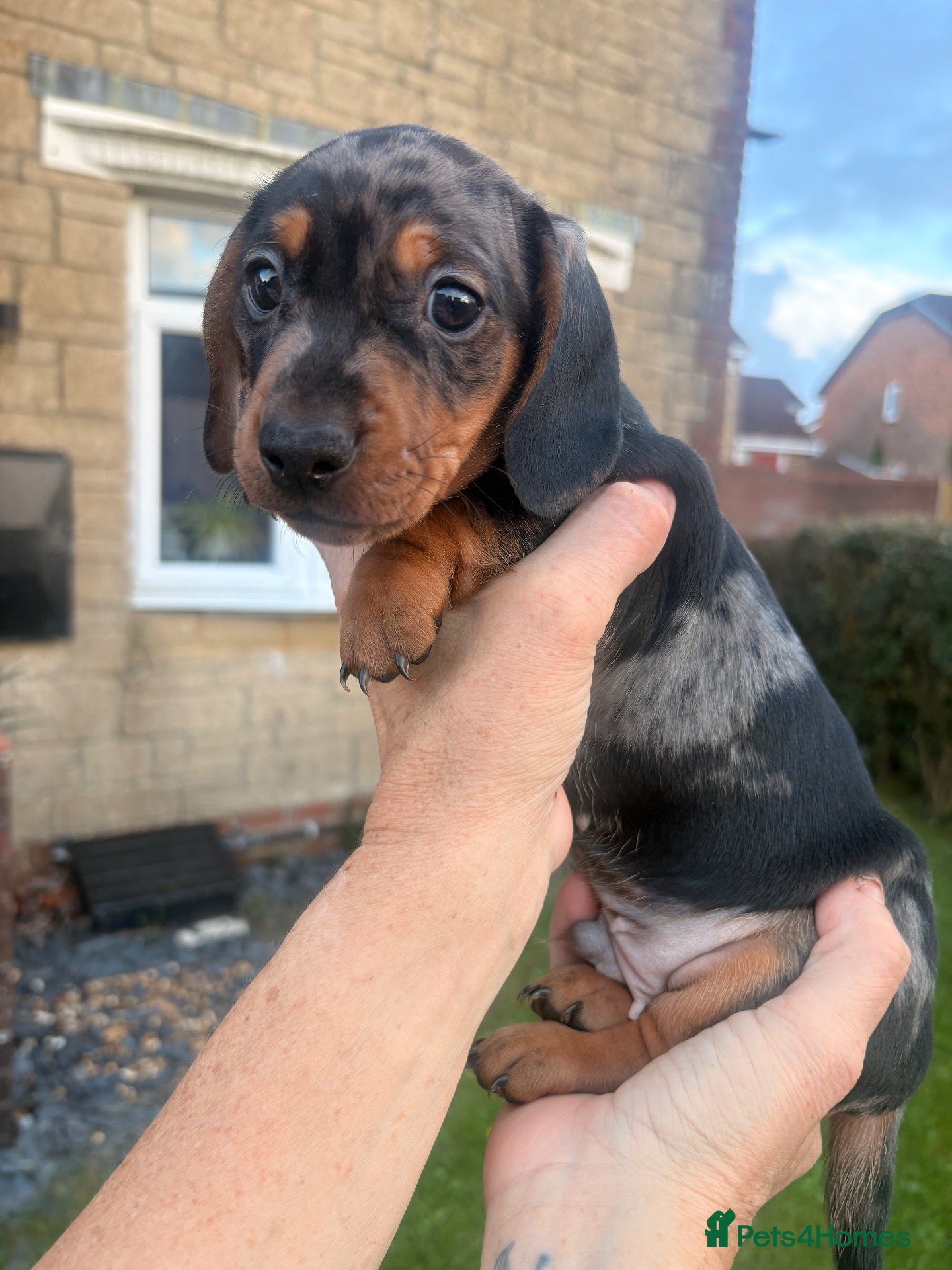 Miniature Dachshund dogs Ready now, male dapple miniature dachshund  - Advert 14