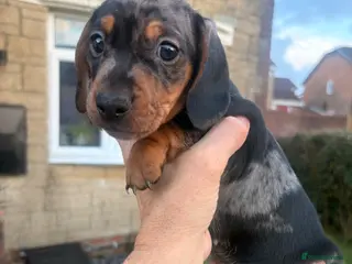Miniature Dachshund dogs Ready now, male dapple miniature dachshund - Advert 14
