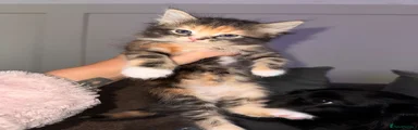 Mixed Breed Kitten 4