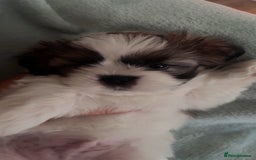 Shih Tzu dogs for sale: 5 beautiful puppies available  - Image 14