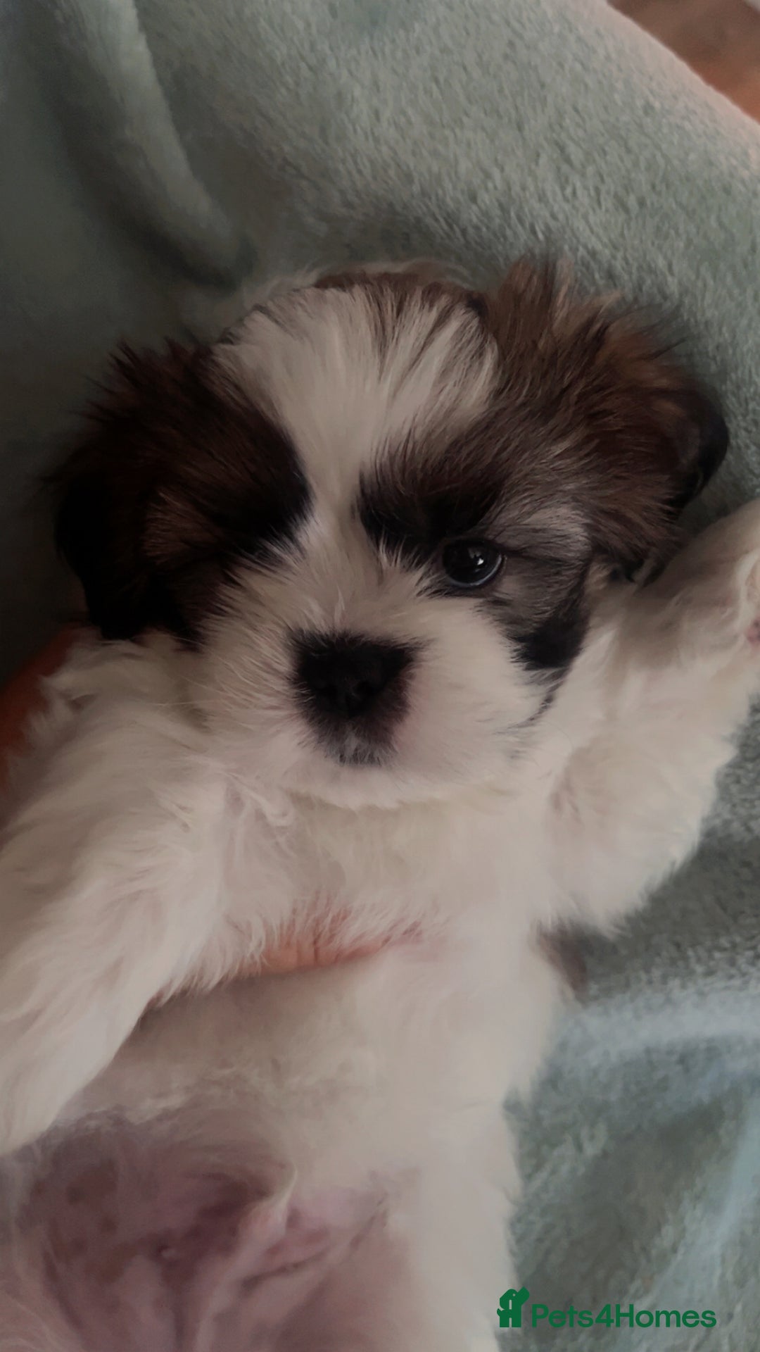 Shih Tzu dogs for sale: 5 beautiful puppies available  - Image 14
