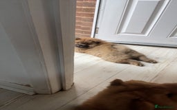 Chow Chow dogs for sale: Cinnamon Chow Chow Puppies - Image 16
