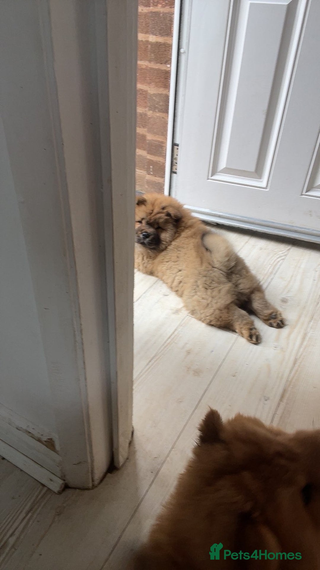 Chow Chow dogs for sale: Cinnamon Chow Chow Puppies - Image 16