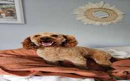 Toy Poodle dogs for sale: Leo sweet boy - Image 9