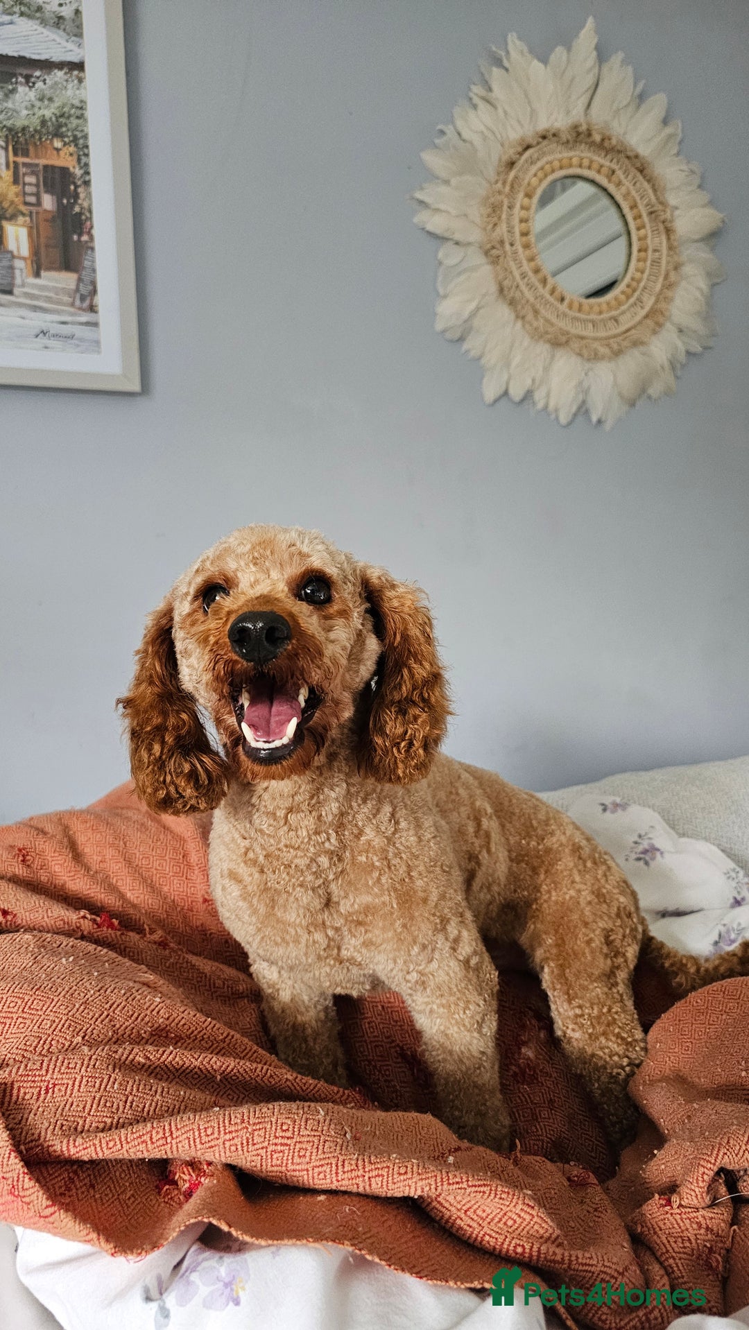 Toy Poodle dogs for sale: Leo sweet boy - Image 9