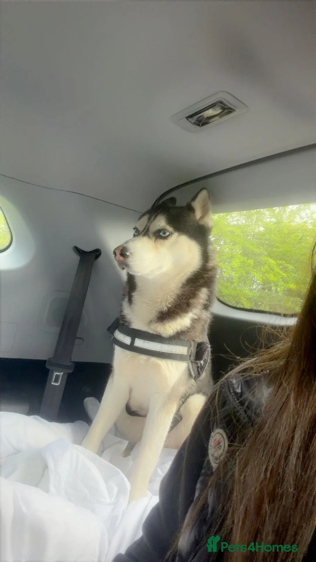 Siberian Husky dogs for sale: Siberian husky  in Barnsley - Advert 1
