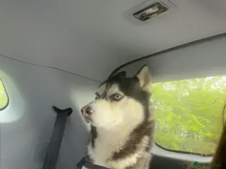 Siberian Husky dogs Siberian husky - Advert 2