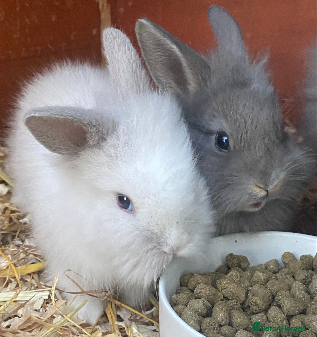 Lionhead rabbits for sale: lionheads for sale, ONE LEFT   in Holsworthy - Image 7