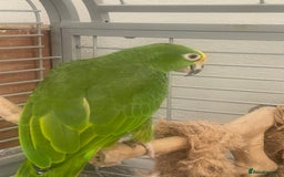 Parrots birds for sale: AMAZON YELLOW CROWNED PANAMA PROVEN PAIR - Image 12