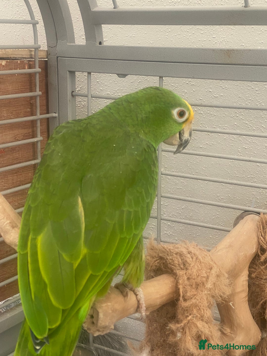 Parrots birds for sale: AMAZON YELLOW CROWNED PANAMA PROVEN PAIR - Image 12